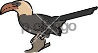 Jacksons Hornbill